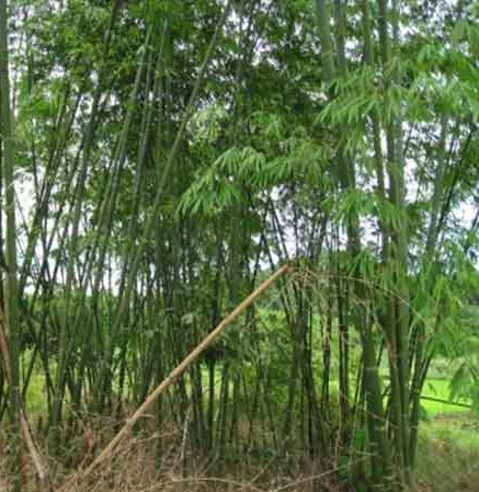 ĐI DỌC BỜ QUÊ--Thơ Đào Trường San